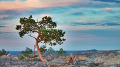Landscapes nature Trees pine
