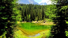 Landscapes nature Trees pine trees ponds