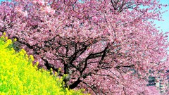 Landscapes nature Trees pink multicolor