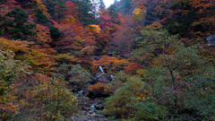 Landscapes nature Trees Plants