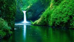 Landscapes nature Trees Plants