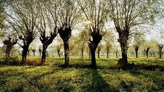 Landscapes nature Trees Plants