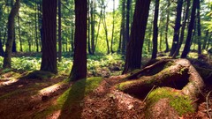 Landscapes nature Trees Plants forests