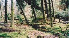 Landscapes nature Trees Plants forests flora pine trees