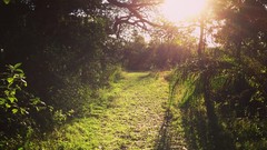 Landscapes nature Trees Plants paths sunlight forests flora