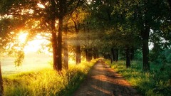 Landscapes nature Trees Poland forests country road
