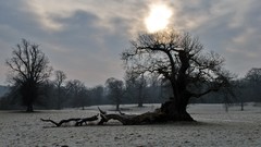 Landscapes nature Trees pole