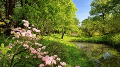 Landscapes nature Trees ponds