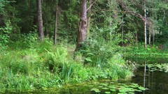 Landscapes nature Trees ponds