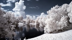 Landscapes nature Trees ponds infrared photography