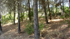 Landscapes nature Trees Portugal sunlight forests