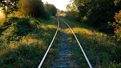 Landscapes nature Trees railroads