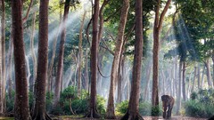 Landscapes nature Trees rain Plants India elephants artwork 