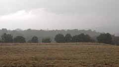 Landscapes nature Trees rain Scotland fields overcast