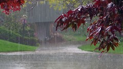 Landscapes nature Trees rain wet paths scenic