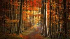 Landscapes nature Trees red autumn paths forests light rays 