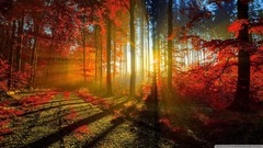 Landscapes nature Trees red forests