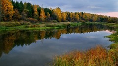 Landscapes nature Trees reflections