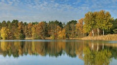 Landscapes nature Trees reflections forests