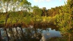 Landscapes nature Trees reservoir Wood pine trees Villages