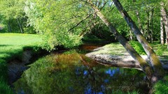 Landscapes nature Trees rivers