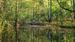 Landscapes nature Trees rivers