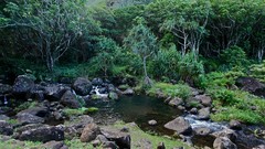 Landscapes nature Trees rivers