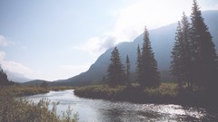 Landscapes nature Trees rivers pine trees