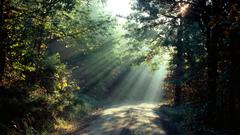 Landscapes nature Trees roads