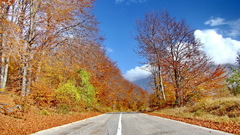 Landscapes nature Trees roads