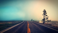 Landscapes nature Trees roads