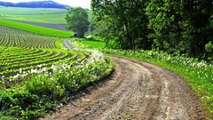 Landscapes nature Trees roads