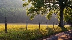 Landscapes nature Trees roads