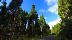 Landscapes nature Trees roads