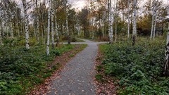 Landscapes nature Trees roads