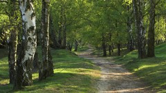Landscapes nature Trees roads