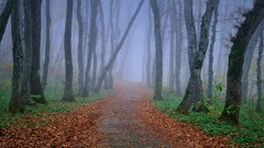 Landscapes nature Trees roads