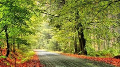Landscapes nature Trees roads