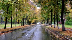 Landscapes nature Trees roads