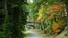 Landscapes nature Trees roads
