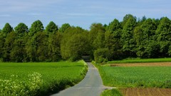 Landscapes nature Trees roads cityscapes forests