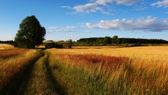 Landscapes nature Trees roads fields
