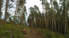 Landscapes nature Trees roads forests