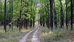 Landscapes nature Trees roads forests