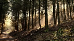 Landscapes nature Trees roads forests