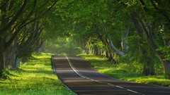 Landscapes nature Trees roads forests