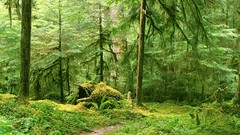 Landscapes nature Trees roads forests