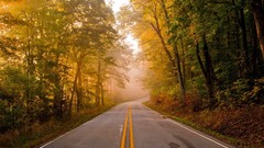 Landscapes nature Trees roads forests