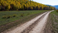 Landscapes nature Trees roads forests