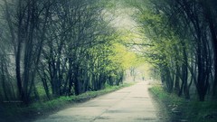 Landscapes nature Trees roads forests